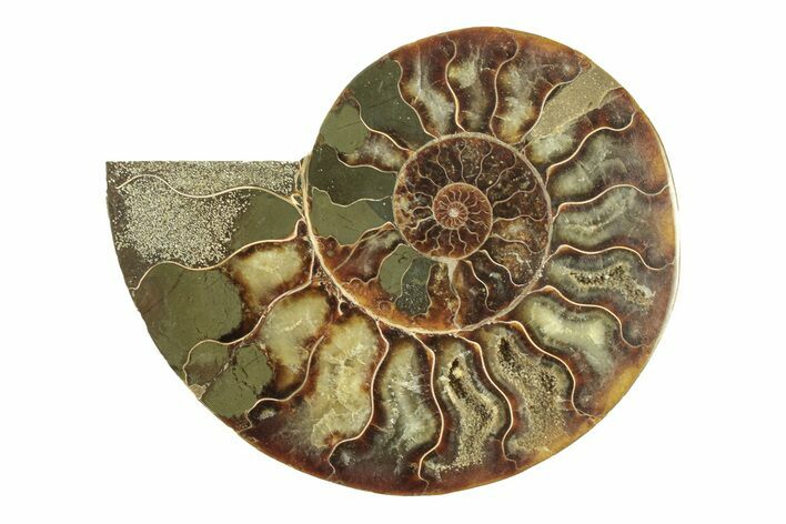 Cut & Polished Ammonite Fossil (Half) - Madagascar #264794